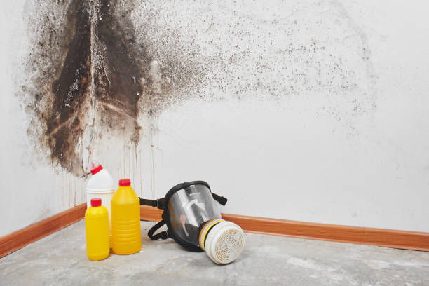 Mold Removal Process in Inwood, WV
