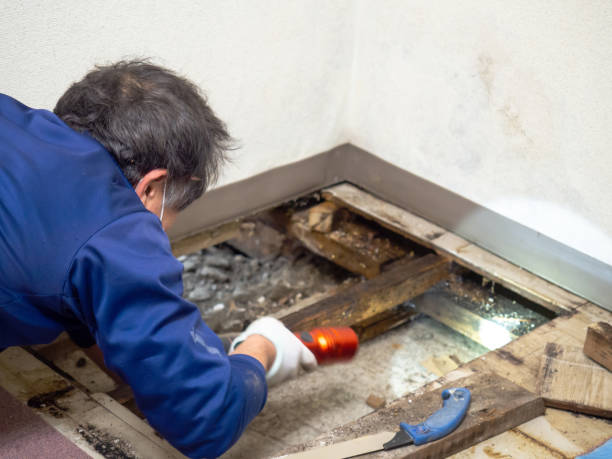 Best Commercial Mold Removal  in Inwood, WV