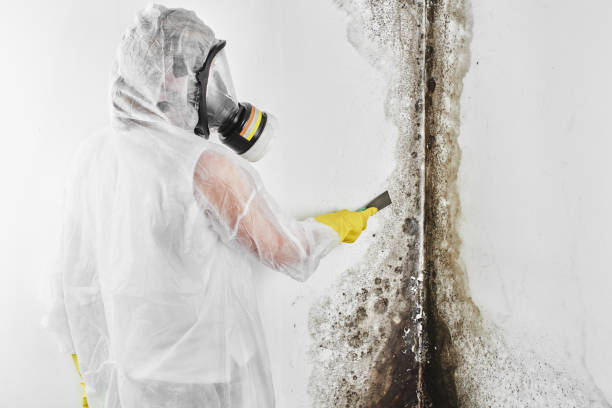 Best Local Mold Removal Service  in Inwood, WV