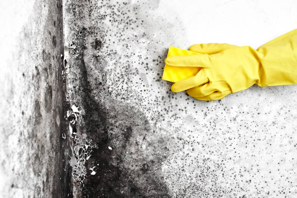 Best Toxic Mold Removal  in Inwood, WV