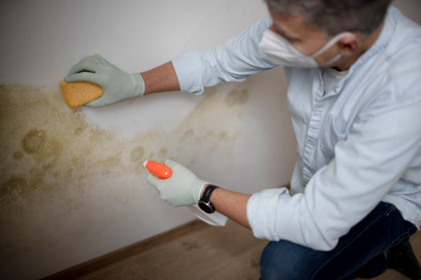 Best Black Mold Removal  in Inwood, WV