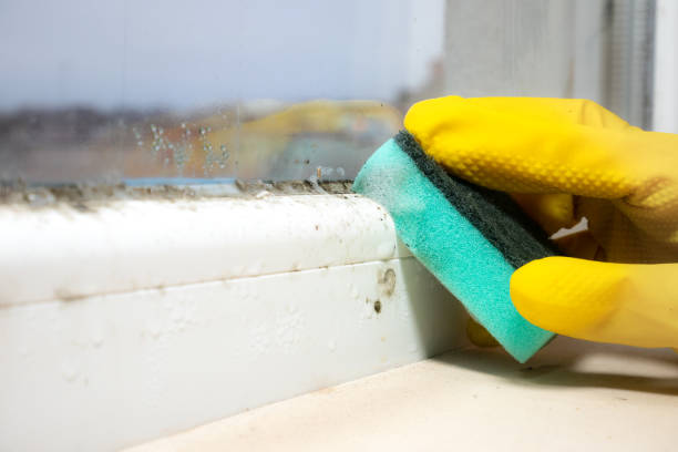 Professional Mold Removal in Inwood, WV