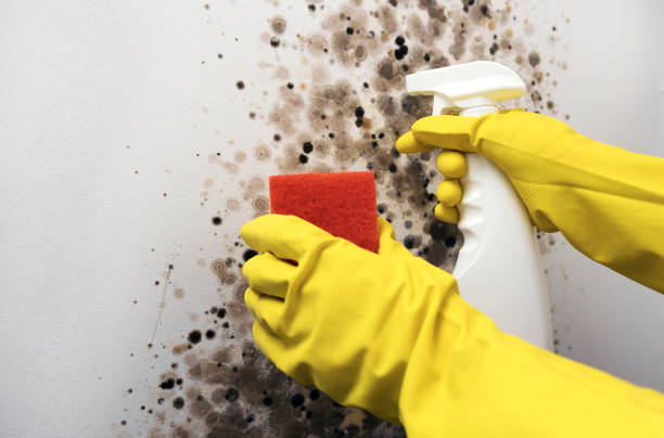 Best Black Mold Removal  in Inwood, WV