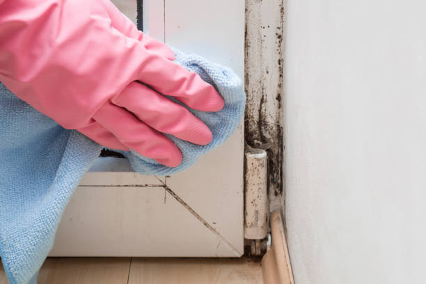 Best Residential Mold Removal  in Inwood, WV