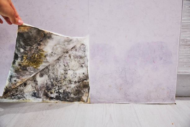 Best Office Mold Removal Services  in Inwood, WV